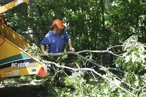 tree services Lodi
